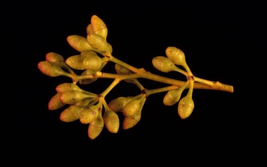 APII jpeg image of Eucalyptus oleosa subsp. oleosa  © contact APII