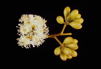 APII jpeg image of Eucalyptus oleosa subsp. oleosa  © contact APII