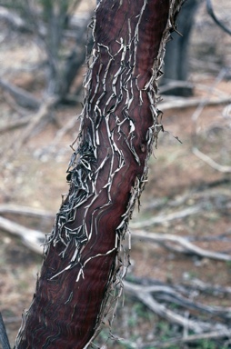 APII jpeg image of Eucalyptus orbifolia  © contact APII