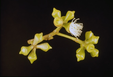 APII jpeg image of Eucalyptus ovata var. grandiflora  © contact APII