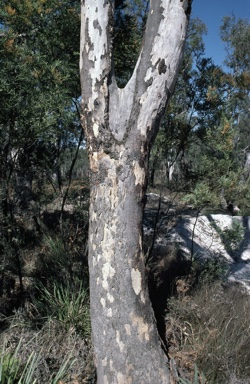 APII jpeg image of Eucalyptus parramattensis  © contact APII