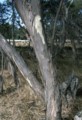 APII jpeg image of Eucalyptus petiolaris  © contact APII