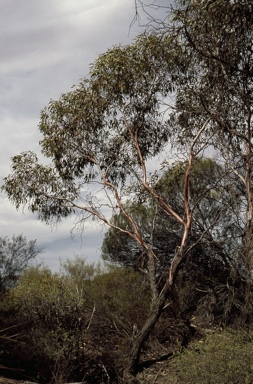 APII jpeg image of Eucalyptus petraea  © contact APII