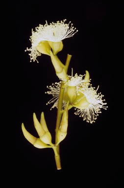 APII jpeg image of Eucalyptus eremicola subsp. peeneri  © contact APII