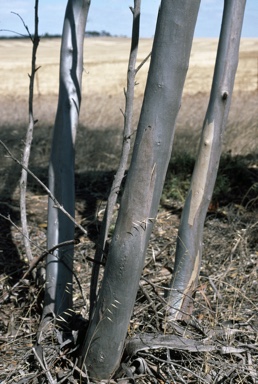 APII jpeg image of Eucalyptus peninsularis  © contact APII