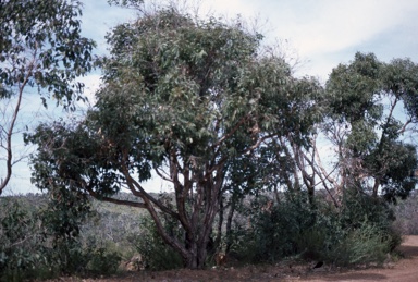 APII jpeg image of Eucalyptus x phylacis  © contact APII