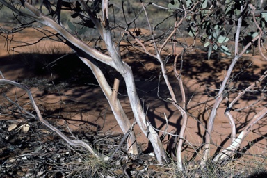 APII jpeg image of Eucalyptus pimpiniana  © contact APII