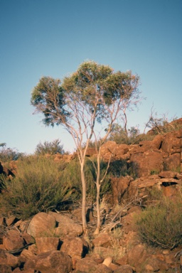 APII jpeg image of Eucalyptus platydisca  © contact APII