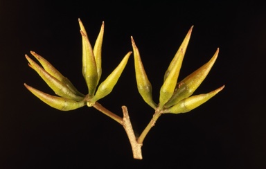 APII jpeg image of Eucalyptus pluricaulis subsp. porphyrea  © contact APII