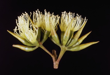 APII jpeg image of Eucalyptus pluricaulis subsp. porphyrea  © contact APII