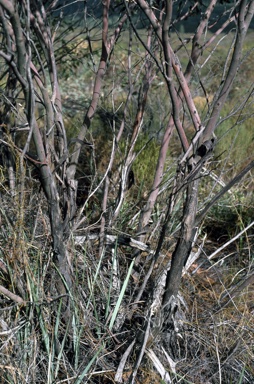 APII jpeg image of Eucalyptus porosa  © contact APII