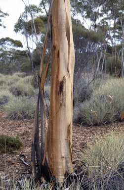 APII jpeg image of Eucalyptus pterocarpa  © contact APII