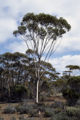 APII jpeg image of Eucalyptus pterocarpa  © contact APII