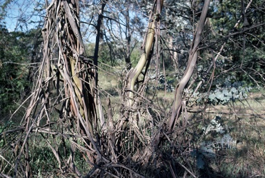 APII jpeg image of Eucalyptus pulverulenta  © contact APII