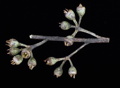 APII jpeg image of Eucalyptus resinifera  © contact APII