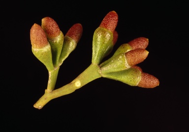 APII jpeg image of Eucalyptus spathulata var. grandiflora  © contact APII