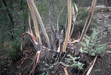 APII jpeg image of Eucalyptus saxatilis  © contact APII