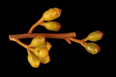 APII jpeg image of Eucalyptus scyphocalyx  © contact APII