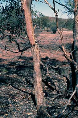 APII jpeg image of Eucalyptus socialis  © contact APII