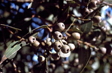 APII jpeg image of Eucalyptus staeri  © contact APII