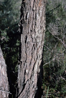 APII jpeg image of Eucalyptus staeri  © contact APII