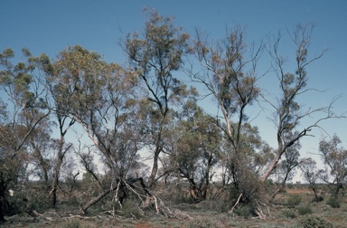 APII jpeg image of Eucalyptus eremicola subsp. peeneri  © contact APII