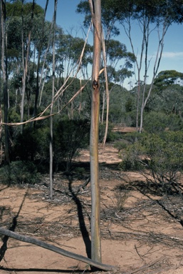 APII jpeg image of Eucalyptus tenuis  © contact APII