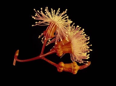 APII jpeg image of Eucalyptus torquata  © contact APII