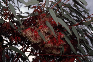 APII jpeg image of Eucalyptus torquata  © contact APII