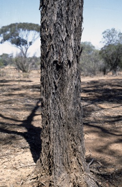 APII jpeg image of Eucalyptus torquata  © contact APII