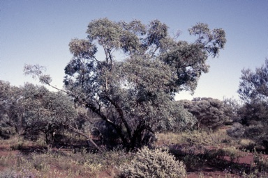 APII jpeg image of Eucalyptus trivalva  © contact APII