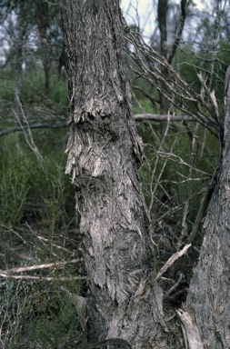 APII jpeg image of Eucalyptus uncinata  © contact APII