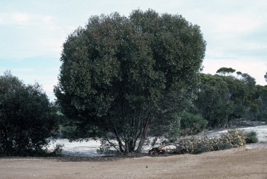 APII jpeg image of Eucalyptus utilis  © contact APII