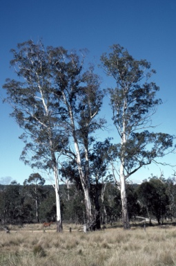 APII jpeg image of Eucalyptus viminalis  © contact APII