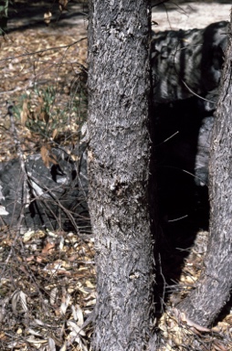 APII jpeg image of Eucalyptus wandoo subsp. wandoo  © contact APII