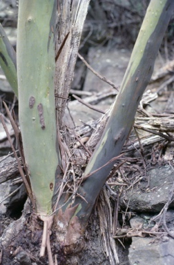 APII jpeg image of Eucalyptus wilcoxii  © contact APII