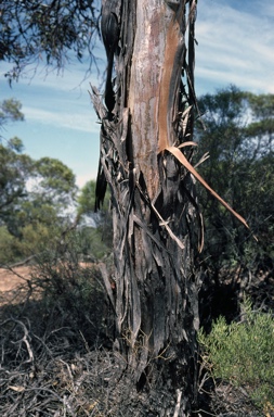 APII jpeg image of Eucalyptus yumbarrana  © contact APII