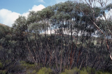 APII jpeg image of Eucalyptus sp. Flinders Ranges  © contact APII