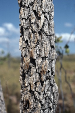 APII jpeg image of Corymbia abbreviata  © contact APII