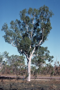 APII jpeg image of Eucalyptus alba var. australasica  © contact APII