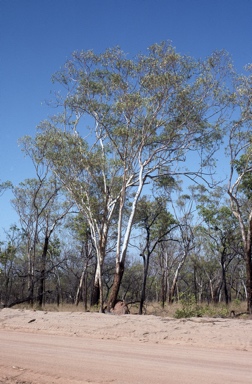 APII jpeg image of Eucalyptus chartaboma  © contact APII