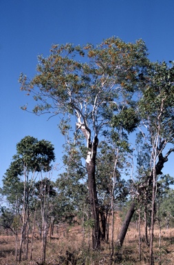 APII jpeg image of Eucalyptus miniata  © contact APII