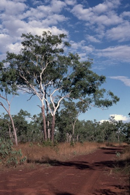 APII jpeg image of Eucalyptus miniata  © contact APII