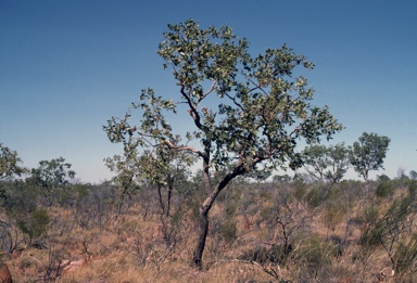 APII jpeg image of Corymbia ferruginea subsp. stypophylla  © contact APII