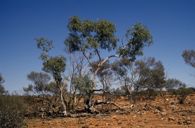 APII jpeg image of Corymbia ferriticola  © contact APII