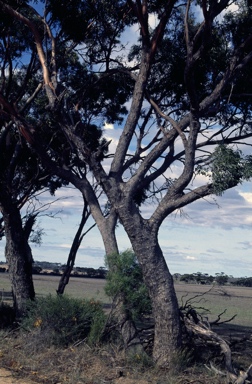 APII jpeg image of Eucalyptus aequioperta  © contact APII