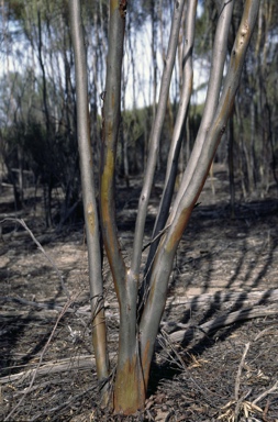 APII jpeg image of Eucalyptus alipes  © contact APII