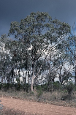 APII jpeg image of Eucalyptus albens  © contact APII