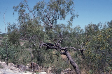 APII jpeg image of Corymbia arenaria  © contact APII