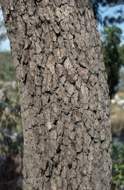 APII jpeg image of Corymbia arenaria  © contact APII